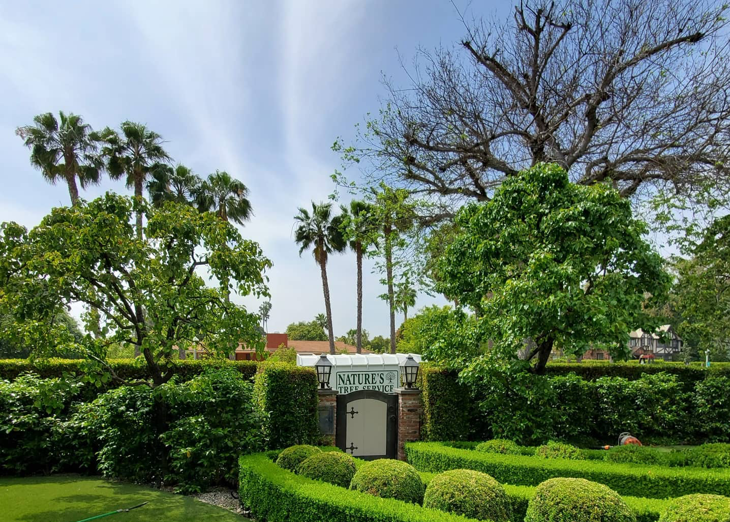 How to Care for Trees